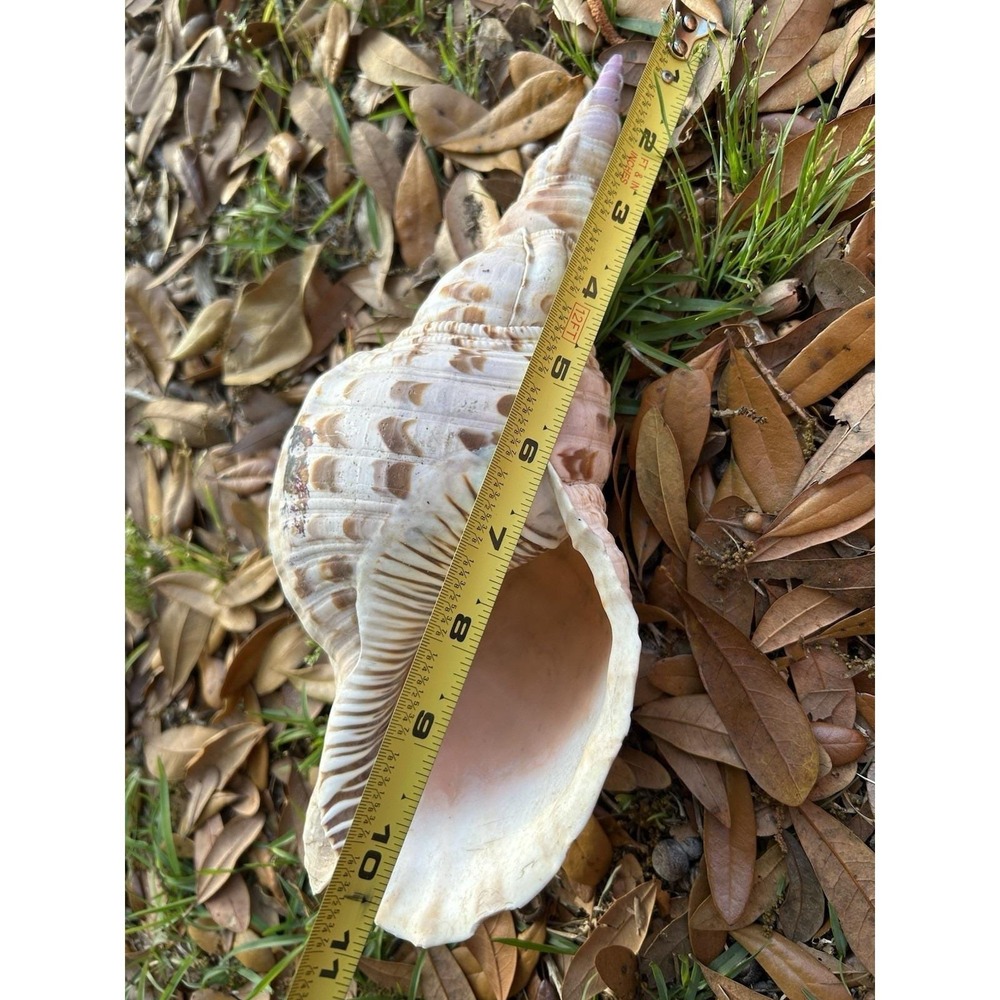 Large Triton Trumpet Charonia Tritonis Conch Sea Shell 11" - Picture 5 of 5